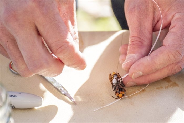 In photo provided by the Washington State Dept. of Agriculture, a worker attaches a tracking device to an Asian Giant Hornet, Thursday, Oct. 22, 2020 near Blaine, Wash. Scientists have discovered the first nest of so-called murder hornets in the United States and plan to wipe it out Saturday to protect native honeybees, officials in Washington state said Friday, Oct. 23, 2020.