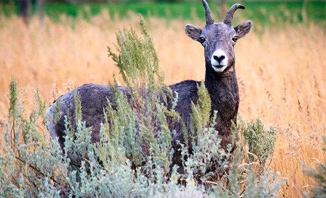 Okanagan Bighorn Sheep face numerous threats and are an at-risk species, the Penticton Indian Band says.