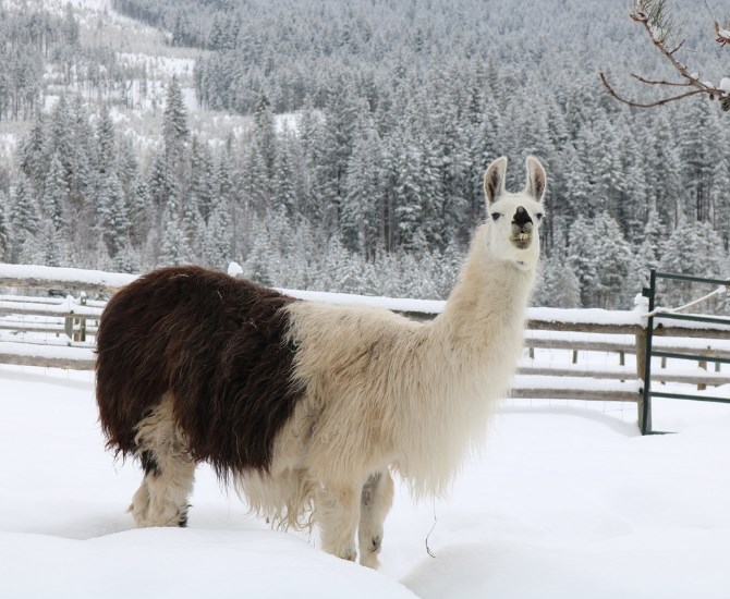 The Llama Sanctuary has been operating in Chase B.C. for the last 15 years.