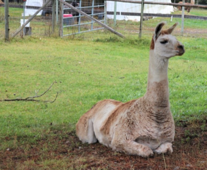 Meadow was attacked by a bear near Vernon a few weeks ago and is now recovering at the Llama Sanctuary. 