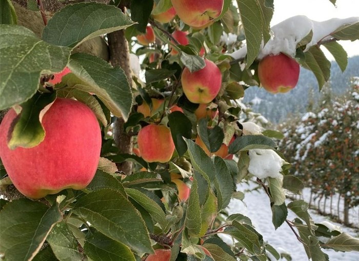 The early season snow followed by a blast of Arctic air in the southern Interior last weekend has wreaked havoc on apple and grape crops bringing an abrupt end to the harvest.