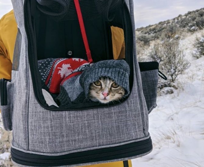 Pickle was ready for the snowfall, but still a little too cold to hike the whole way.