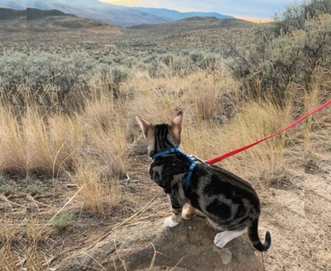 Pickle explores the trails of the Lac du Bois grasslands in Kamloops.  