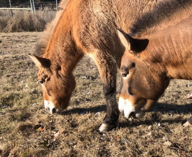 Takhi (mare) and Napoleon (stallion), two rare Przewalski’s horses that just arrived to the B.C. Wildlife Park in Kamloops. 