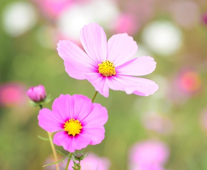 Cosmos are easy to grow, and bloom with bright white, pink, and yellow flowers. 