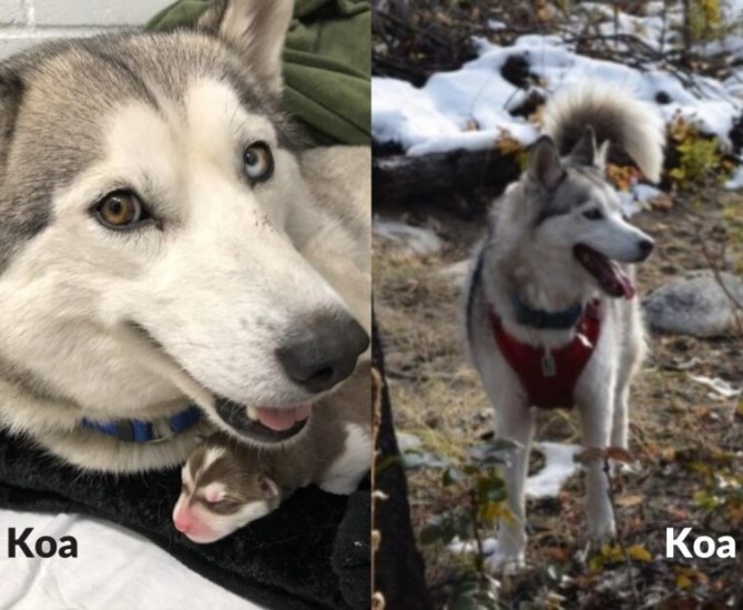 Koa, before and after adoption from the B.C. SPCA.