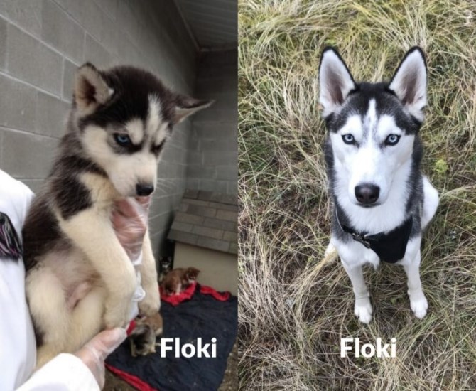 Floki, before and after adoption from the B.C. SPCA.