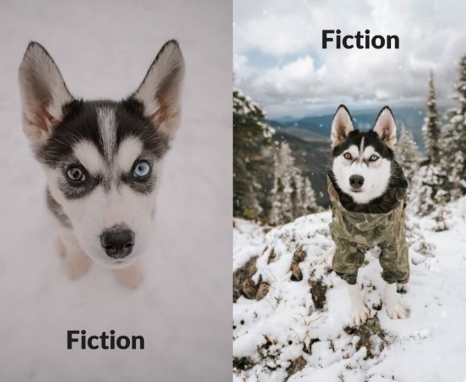 Fiction, before and after adoption from the B.C. SPCA.