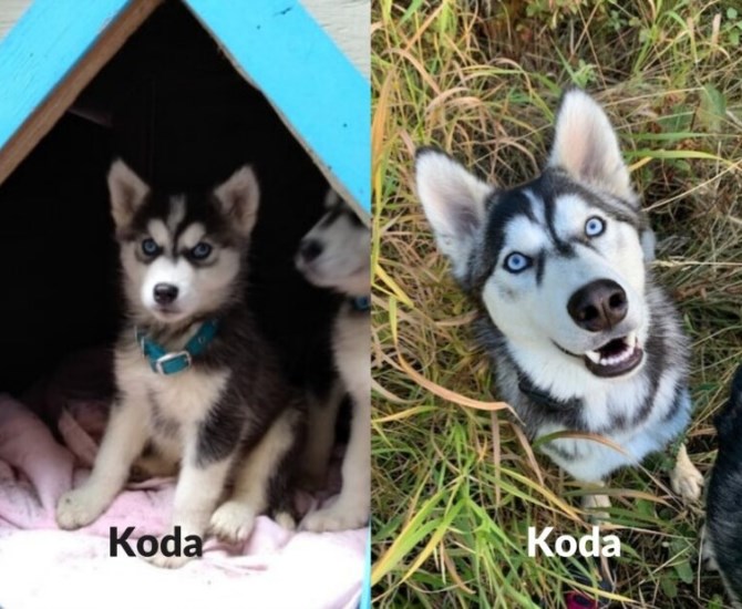 Koda, before and after adoption from the B.C. SPCA.