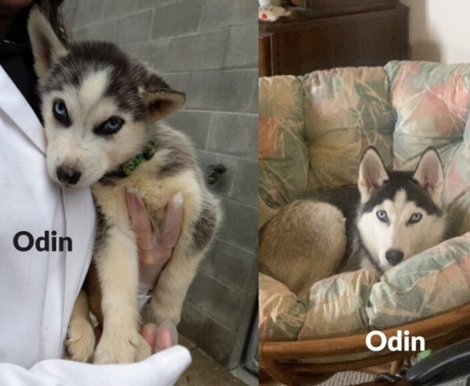 Odin, before and after adoption from the B.C. SPCA.