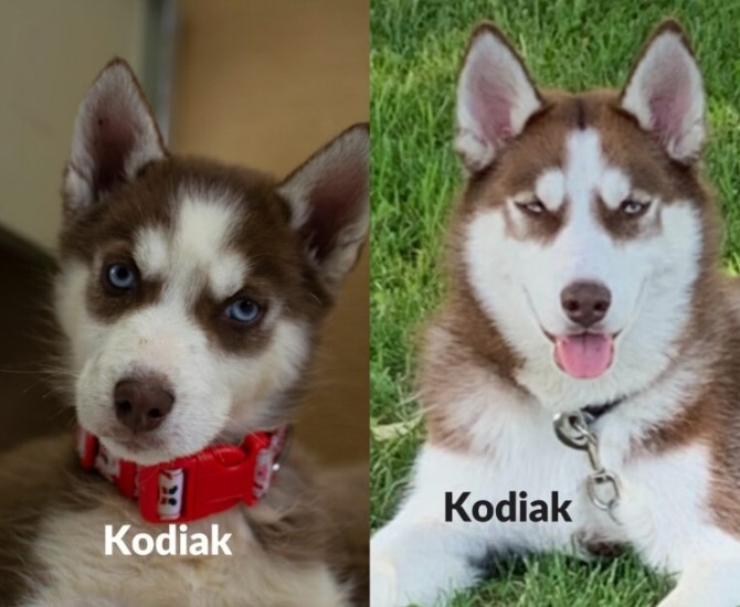 Kodiak, before and after adoption from the B.C. SPCA.