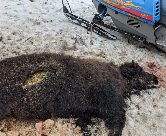 A buffalo calf shot and killed with an arrow on a Merritt ranch is pictured in this photo.