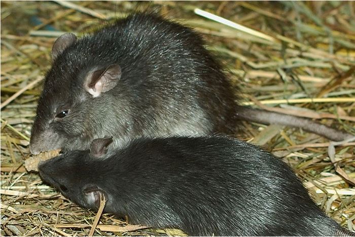 Rat poison injuring wildlife - BC SPCA