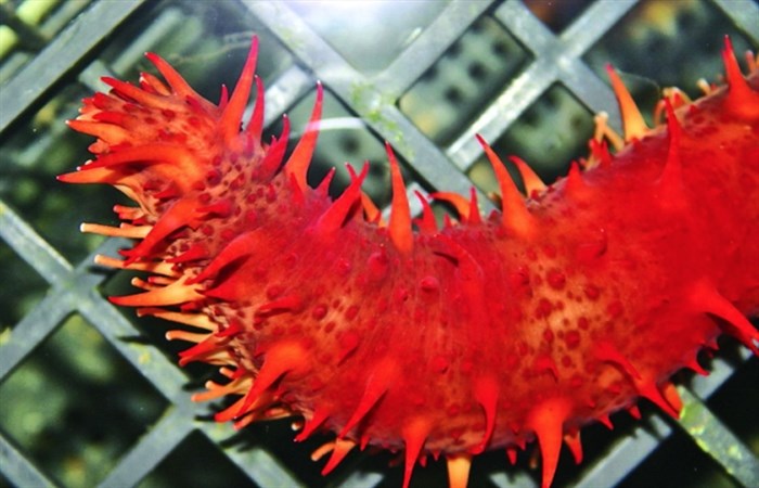 Like chicken, the neutral flavour of giant red sea cucumber allows it to absorb the flavours of the dish.