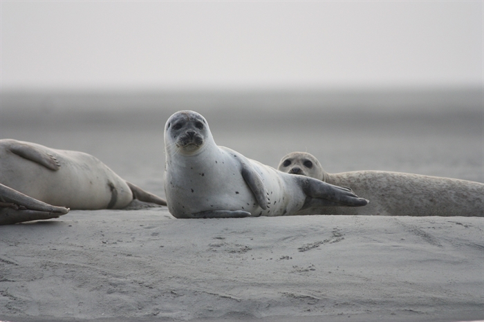Harbour seals prime suspect in decline of steelhead populations in Thompson watershed | iNFOnews - Vimarsana News