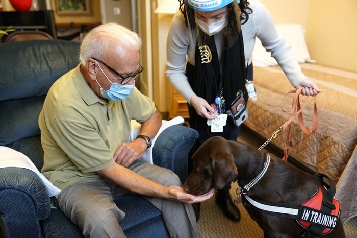 Kida, a chocolate Labrador, visits with Sal Gonzales, 79, in his room at The Hebrew Home at Riverdale in New York, Wednesday, Dec. 9, 2020. New dog recruits are helping to expand the nursing home's pet therapy program, giving residents and staff physical comfort while human visitors are still restricted because of the pandemic. 