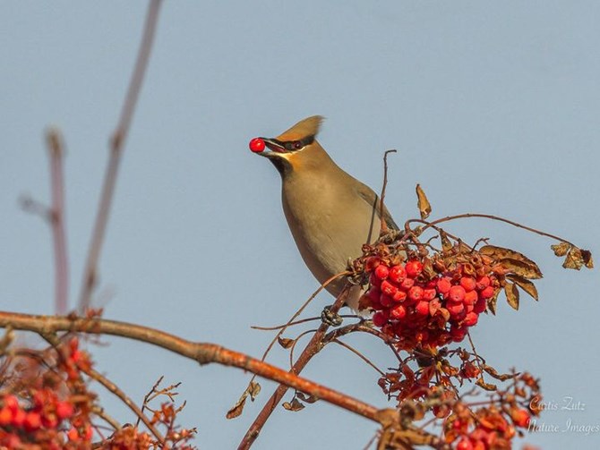 Curtis Zutz took this photo of a Bohemian Waxwing this morning, Dec. 23, 2020.