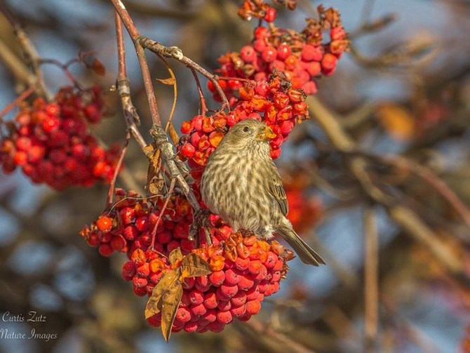 Curtis Zutz was looking for Bohemian waxwings when he came upon a house finch feeding on mountain ash berries in this seasonally festive photo.