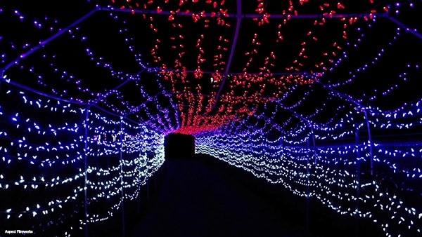 'Wildlights' at B.C. Wildlife Park cancelled due to pandemic restrictions | iNFOnews - Vimarsana News