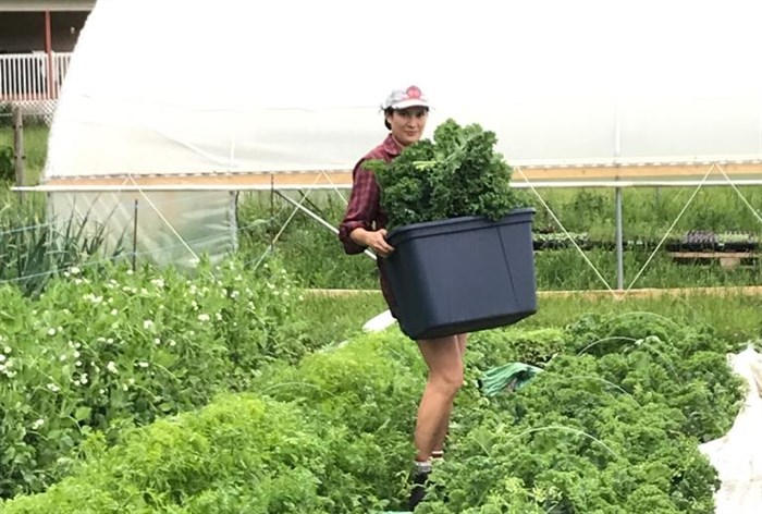 Maylene Loveland carries kale at the farm property she leases in Salmon Arm.