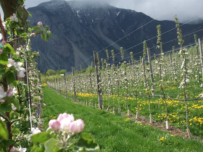 Old Tower Farm in Keremeos, B.C. The program matched the 25-year-old orchard with 21-year-old Kanver Brares.