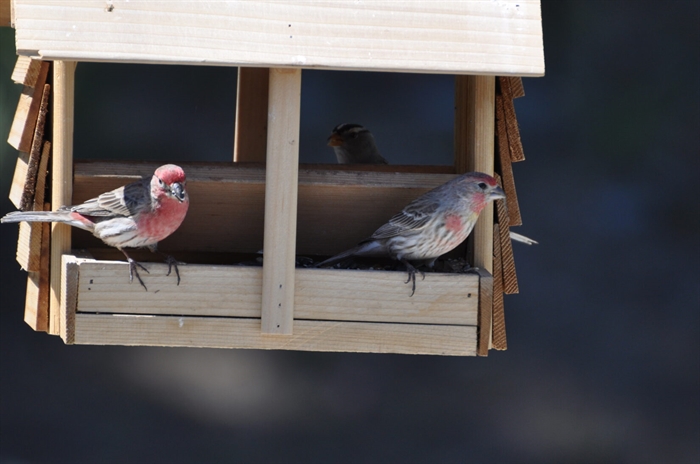 spca bird feeders