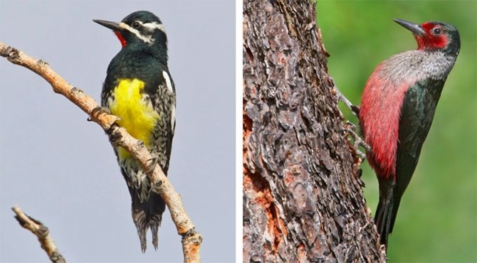 The Princeton Grasslands is home to two threatened species, the Williamson's Sapsucker, left, and the Lewis's Woodpecker, right.