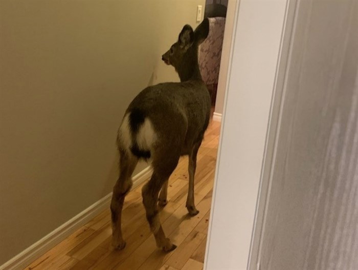 Kamloops RCMP were called to deal with an unruly deer that got inside a home through a dog door, Saturday, Jan. 23, 2021.