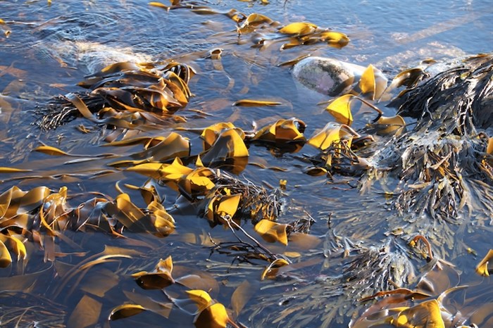 Sugar kelp, which grows naturally in the Pacific Ocean, is rich in iodine, protein and calcium.