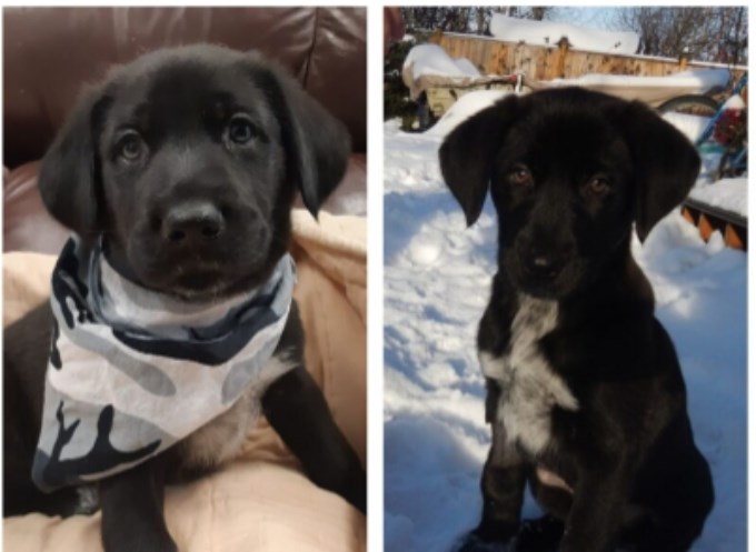 Rex as a puppy (left) and Rex now.