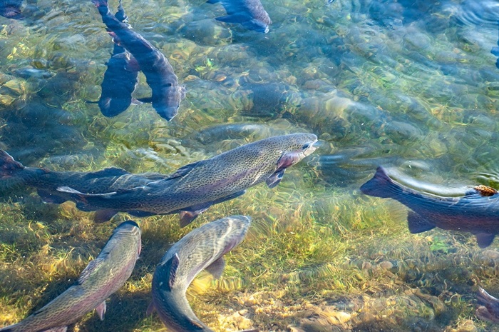 Mystery solved: Trawlers spotted on Okanagan lakes part of ...