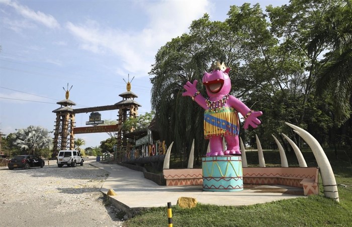 A pink statue of a hippo greets tourists at Hacienda Napoles Park in Puerto Triunfo, Colombia, Thursday, Feb. 4, 2021. Hacienda Napoles was once a private zoo with illegally imported animals that belonged to drug trafficker Pablo Escobar.
