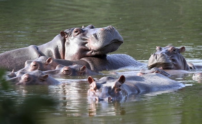 Hippos float in the lake at Hacienda Napoles Park, once the private estate of drug kingpin Pablo Escobar who imported three female hippos and one male decades ago in Puerto Triunfo, Colombia, Thursday, Feb. 4, 2021. After his death in a shootout with authorities in 1993, the hippos were abandoned at the estate due to the cost and logistical issues associated with transporting 3-ton animals and the violence that plagued the area at the time.
