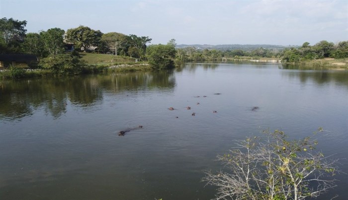 Hippos float in the lake at Hacienda Napoles Park, once the private estate of drug kingpin Pablo Escobar who imported three female hippos and one male decades ago in Puerto Triunfo, Colombia, Thursday, Feb. 4, 2021. The population has increased in the last eight years from 35 to somewhere between 65 and 80.