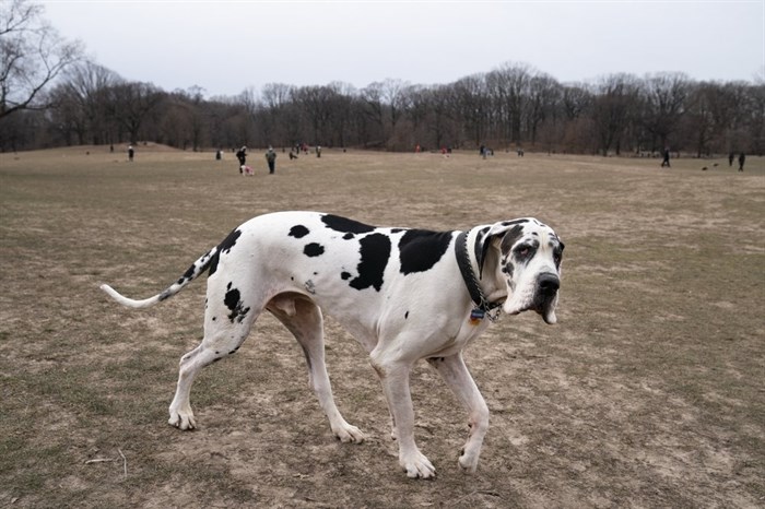 Moose, a great Dane, enters a Long Meadow during off-leash hours for dogs and their owners, Sunday, Jan. 31, 2021, in the Brooklyn borough of New York. Go to any dog park right now and you’ll probably find lively pandemic puppies, along with new owners learning the ins and outs of off-leash play. One of the silver linings of the pandemic is that many people are discovering the joys of dog ownership.