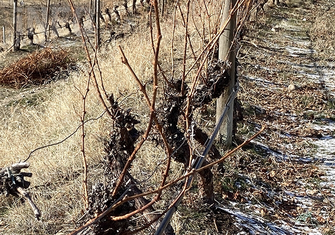 Temperatures this week could cause vine damage in Okanagan vineyards. It's even been too cold to pick icewine grapes.