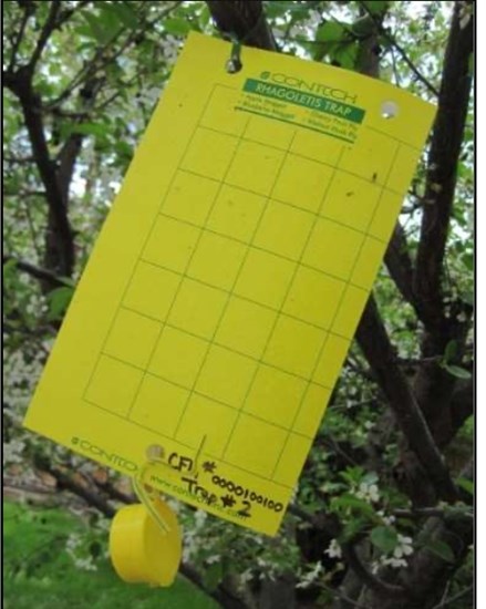 This kind of sticky trap is used to check orchards for Western Cherry Fruit Flies. The yellow colour and odors are used to attract the flies.