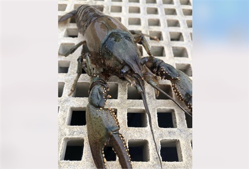 Not Just Okanagan Lake Large Crayfish Spotted In Osoyoos Lake Infonews Thompson Okanagan S News Source