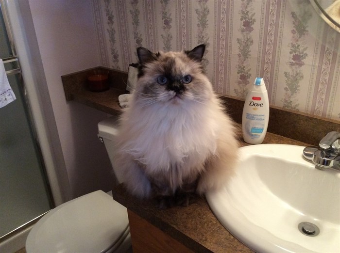 Reba, the purebred Himalayan, is competing online to be America's Favourite Pet.