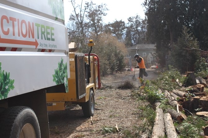 In a press release sent out Monday, March 15, the city said the trees are in the latter part of their lifespan and their condition continues to deteriorate to the point where removal is the only option.