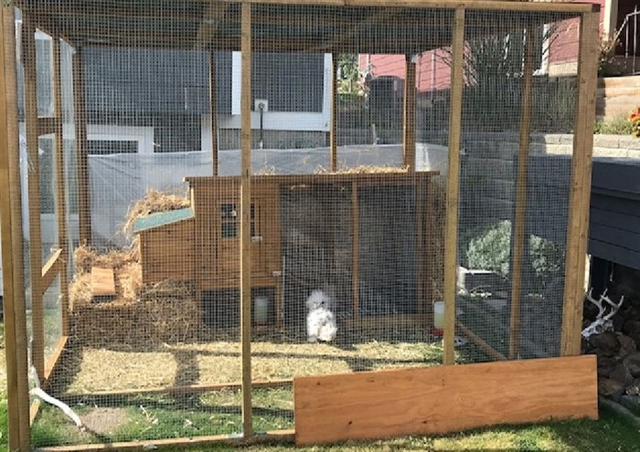 Rena Whitehouse's urban hen enclosure in Batchelor Heights.