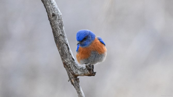 A Western bluebird.