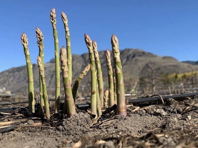 The first succulent shoots of this year's asparagus crop are being harvested in the Similkameen Valley this week.