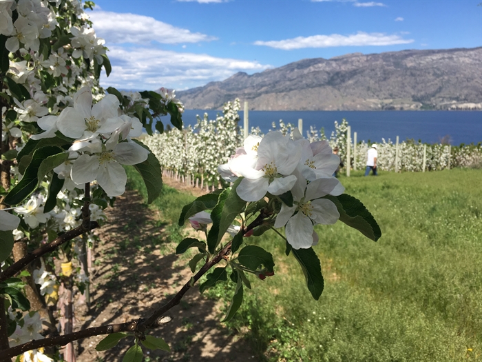 It's almost cherry-blossom time and this year, Pritchard is in | iNFOnews | Thompson-Okanagan's News Source - Vimarsana News