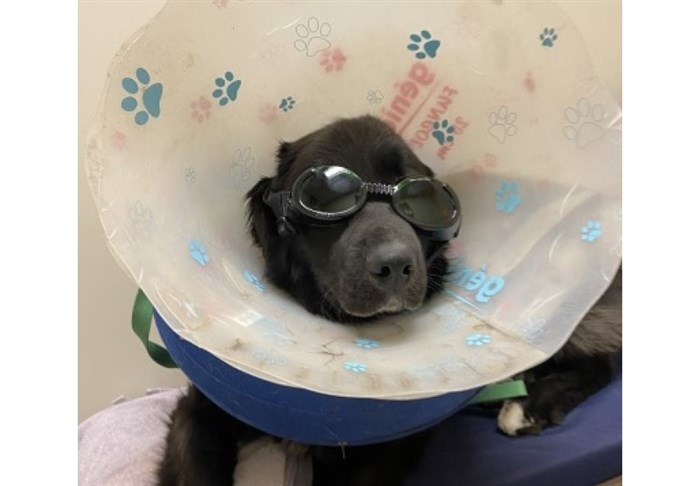 These goggles shielded Theo's eyes during laser therapy that would stimulate cell growth on his wound.