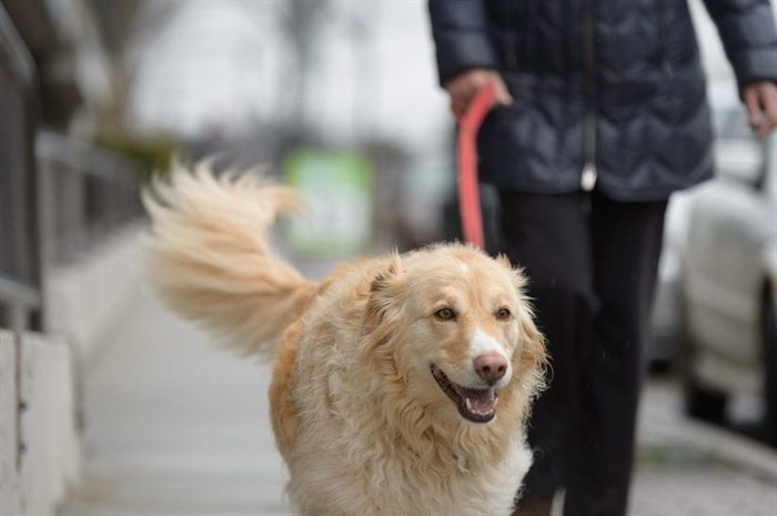 With the warmer weather, people cooped up by the COVID-19 pandemic are getting outside more often and a side effect can be dog getting access to discarded roaches. And according to the BC SPCA, consuming cannabis can be deadly for dogs.