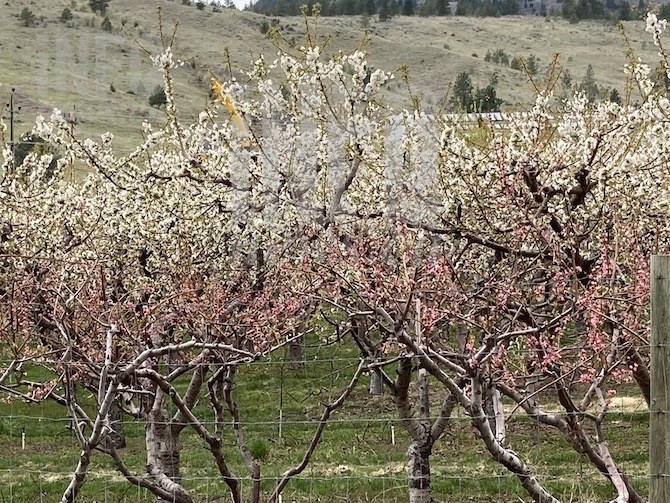 There will be cherry blossoms in the Okanagan this spring but, in many locations, nothing like the past because of January's killing cold.