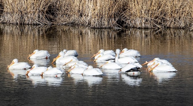 Oliver resident Mike Fitzpatrick took this photo of pelicans in the Okanagan River oxbows last Sunday, April 18, 2021.