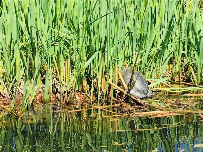 A painted turtle soaks up some rays in Kelowna.