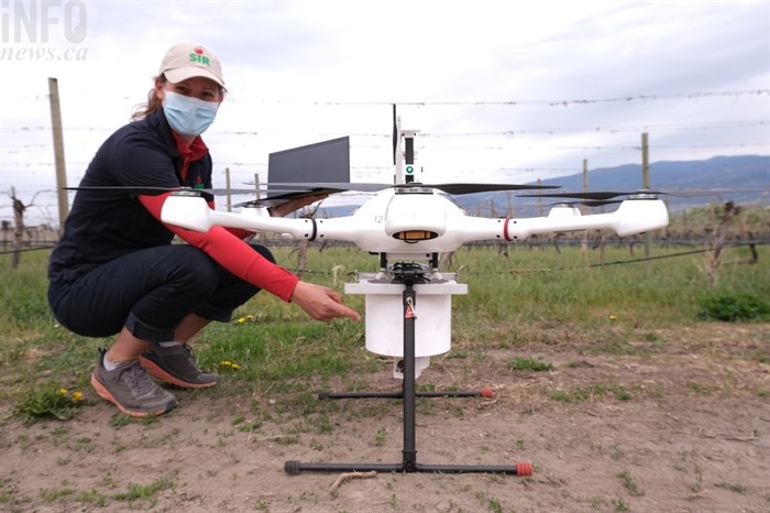 Michelle Cook, project manager with the Okanagan-Kootenay Sterile Insect Release Board, indicates on a drone where sterile moths are located before they are distributed at a Kelowna orchard, May 6, 2021.